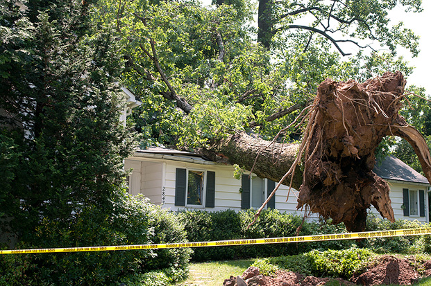 Fallen tree uprooted in a yard after a storm, damaging a residential home